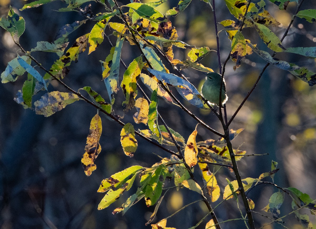 Orange-crowned Warbler - ML184458471