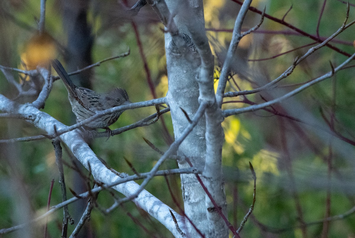 Lincoln's Sparrow - ML184458501