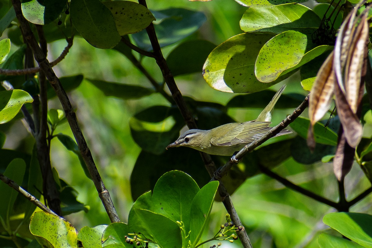 Red-eyed Vireo - Kenny Enriquez