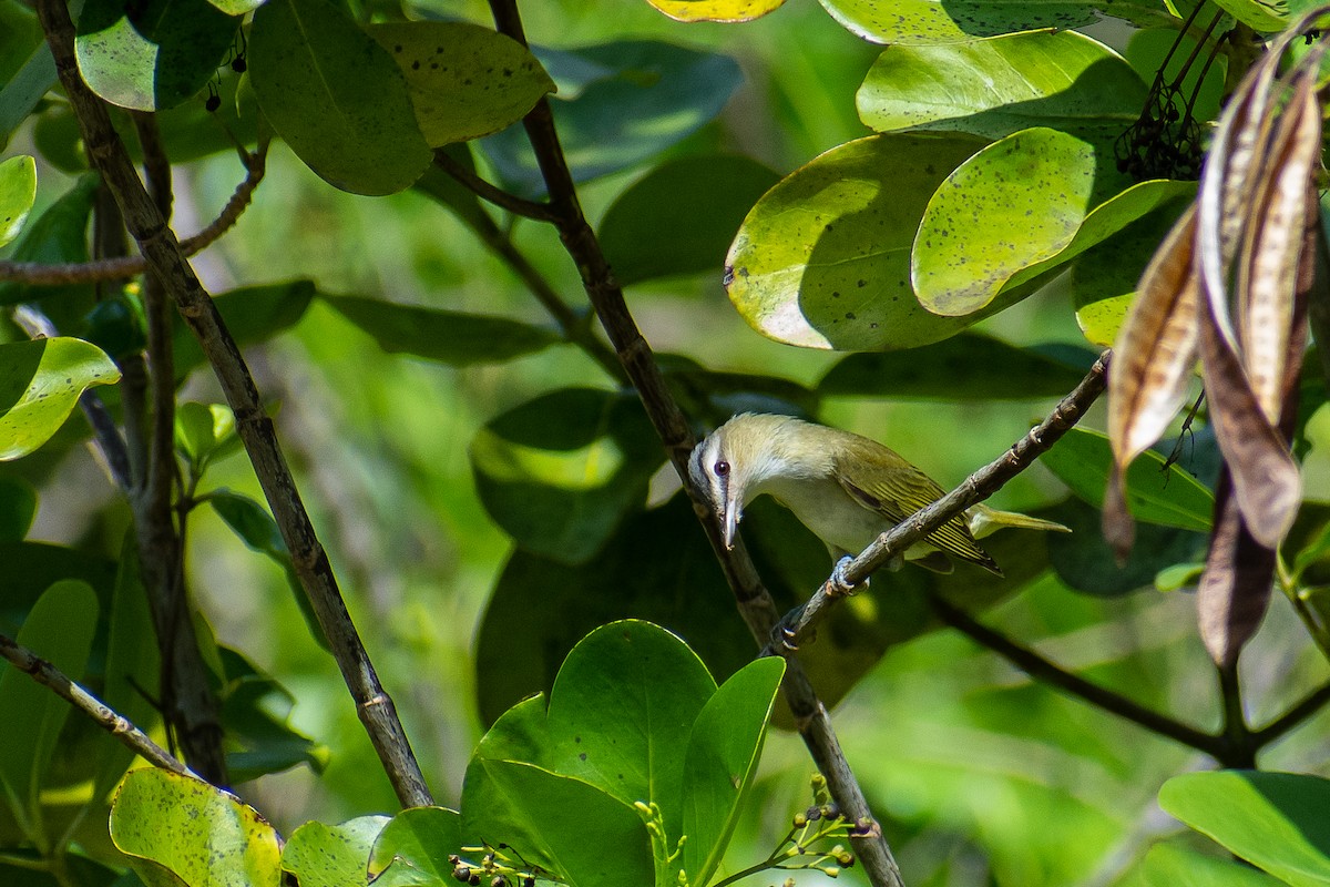 Red-eyed Vireo - Kenny Enriquez