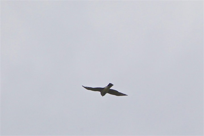 Sharp-shinned Hawk - Vickie Baily