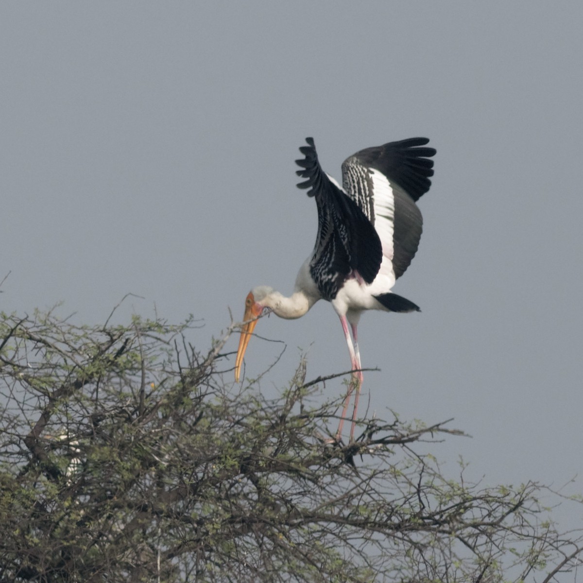 Painted Stork - ML184461831