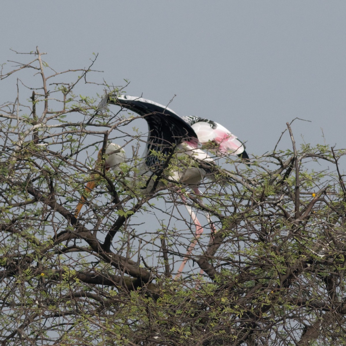 Painted Stork - ML184461891