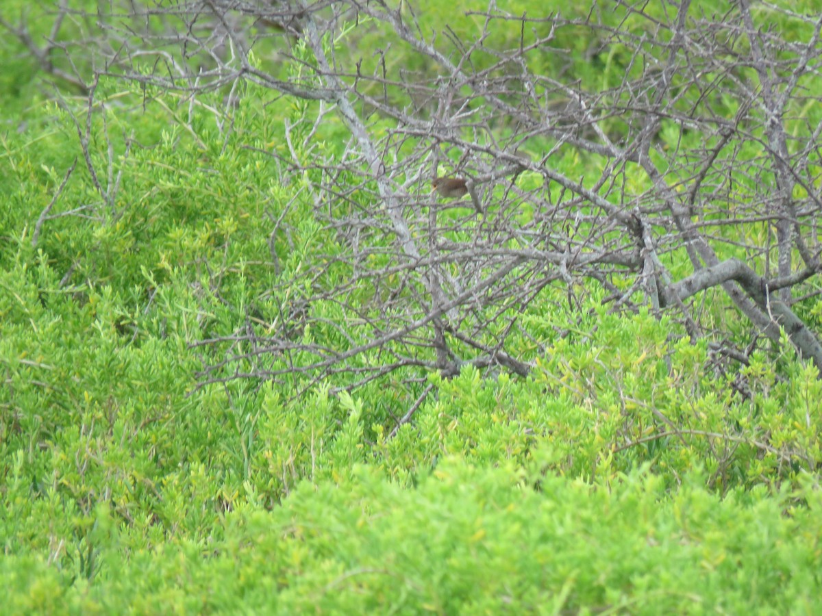 Northern House Wren - ML184462001