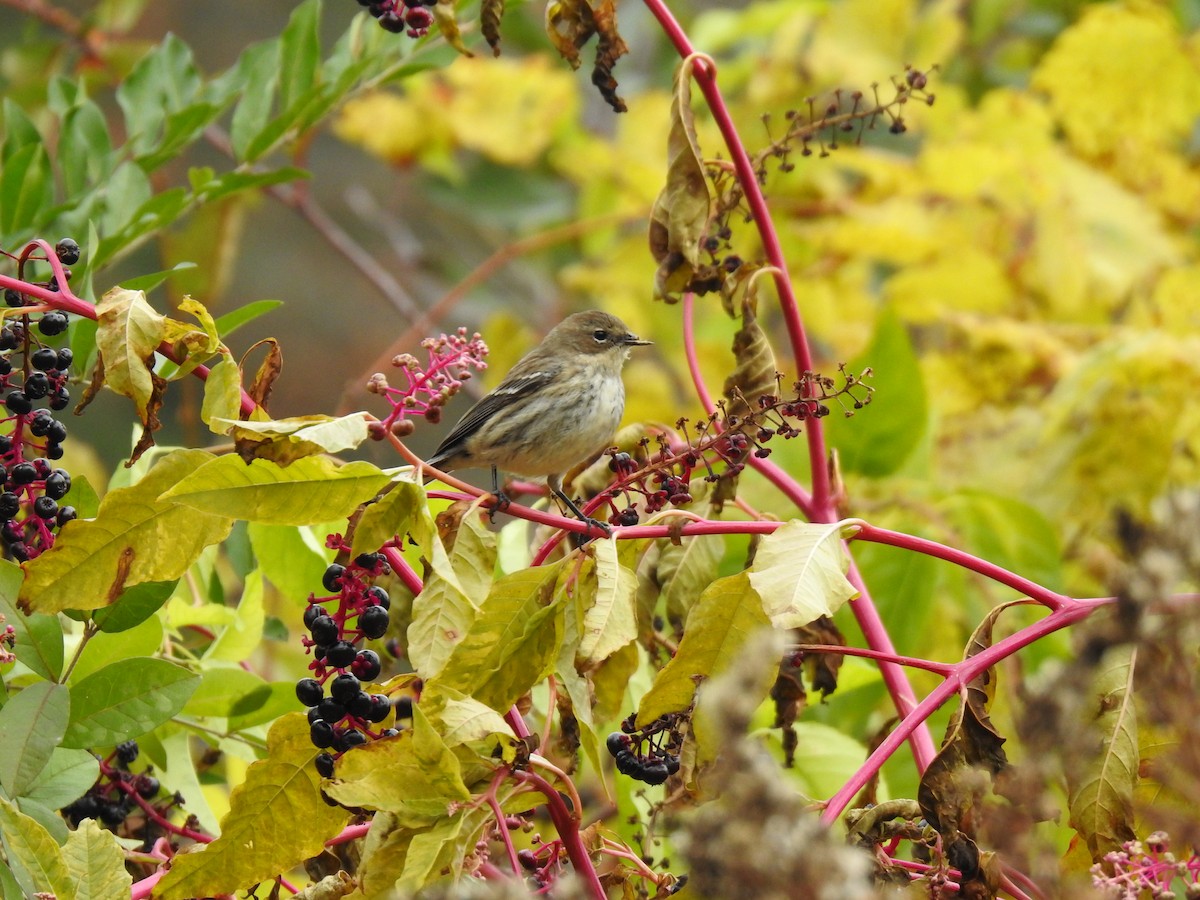 Yellow-rumped Warbler (Myrtle) - ML184462271