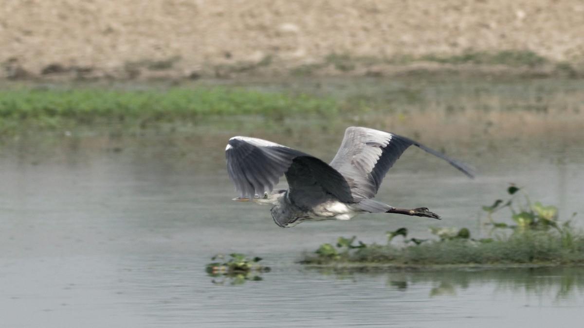 Gray Heron - ML184463091