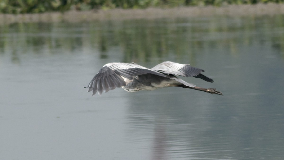 Gray Heron - ML184463241