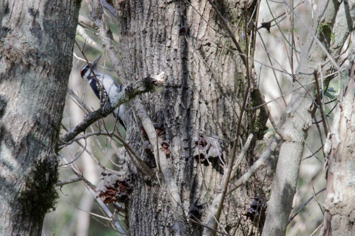 Hairy Woodpecker - ML184463501