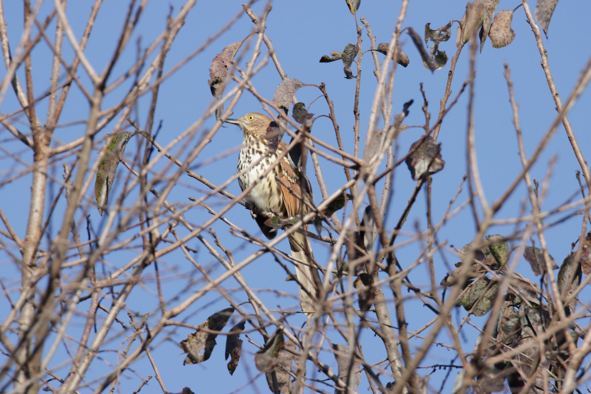 Brown Thrasher - Mel Green