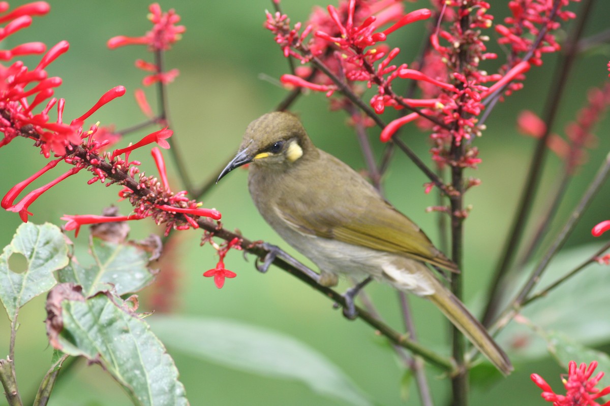 Yellow-spotted Honeyeater - ML184466341