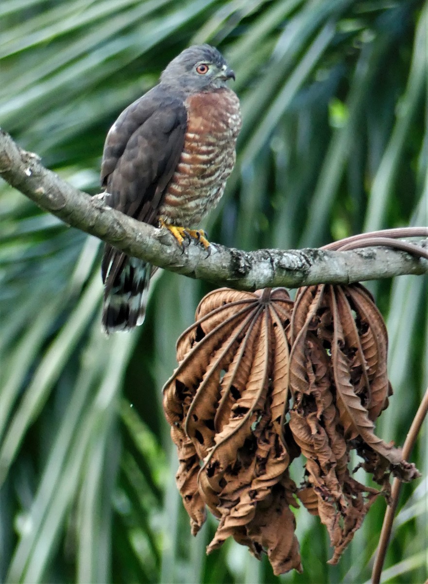 Double-toothed Kite - ML184466971