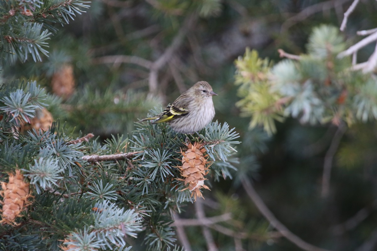 Pine Siskin - Jeff Dale