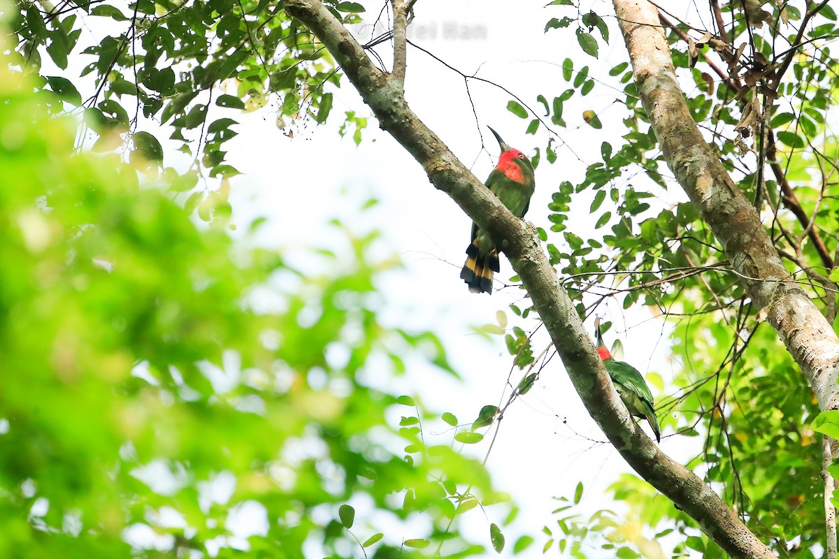 Red-bearded Bee-eater - ML184468481