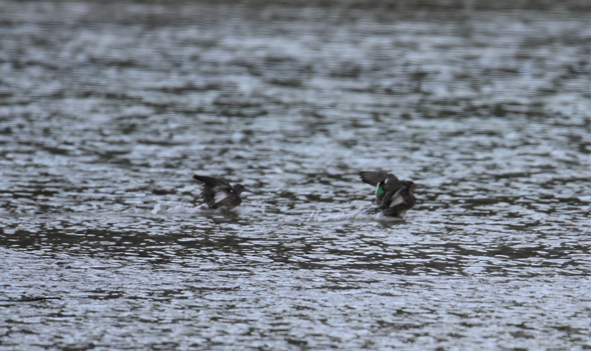 Green-winged Teal - ML184468831