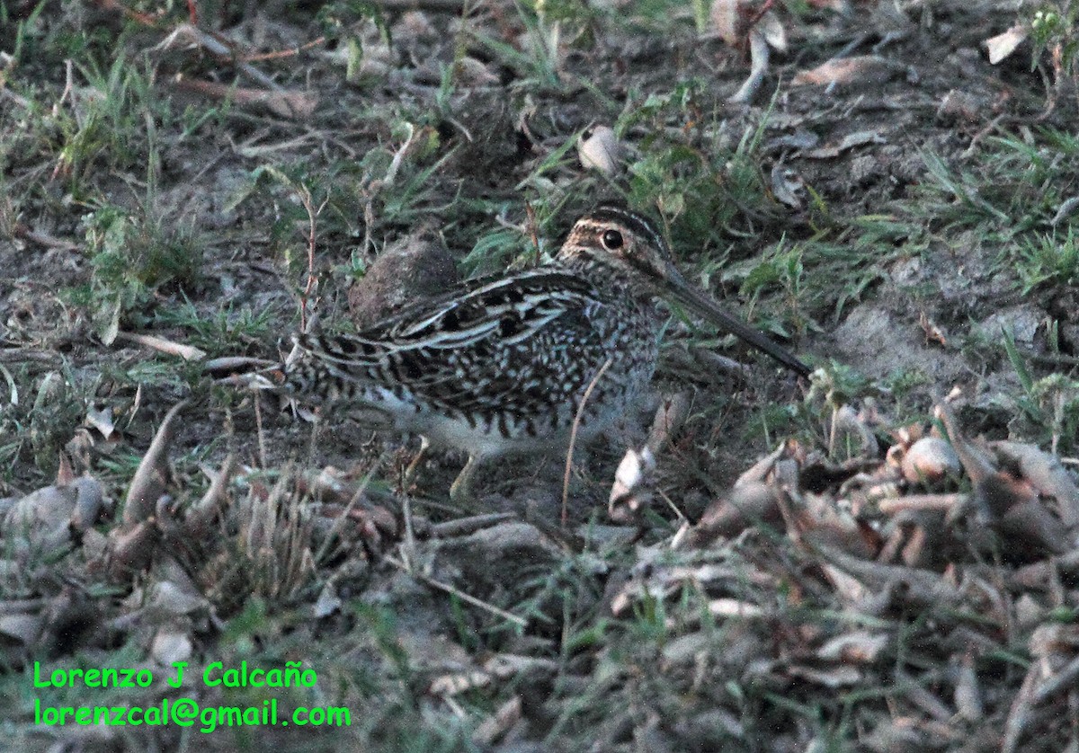 Pantanal Snipe - ML184469011