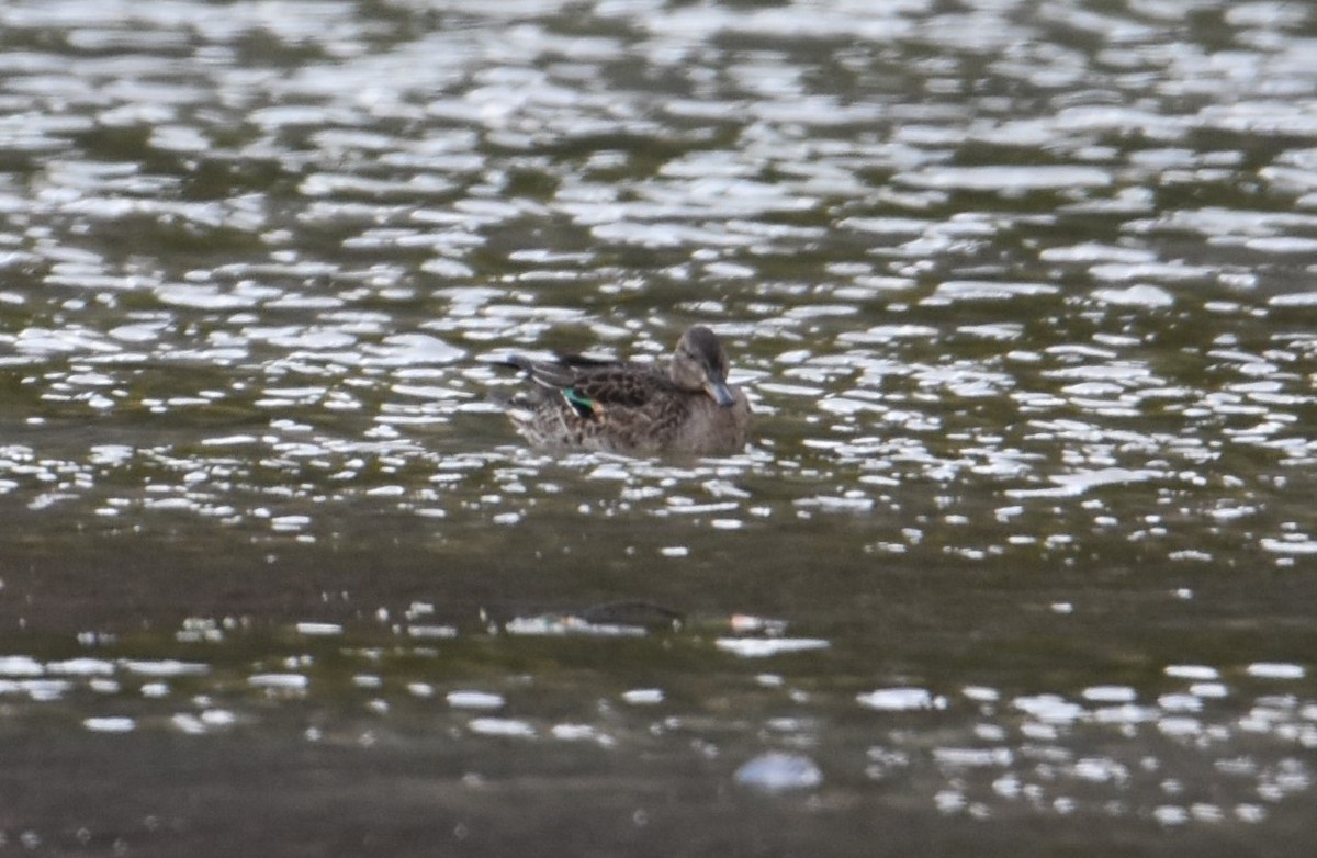 Green-winged Teal - ML184469151