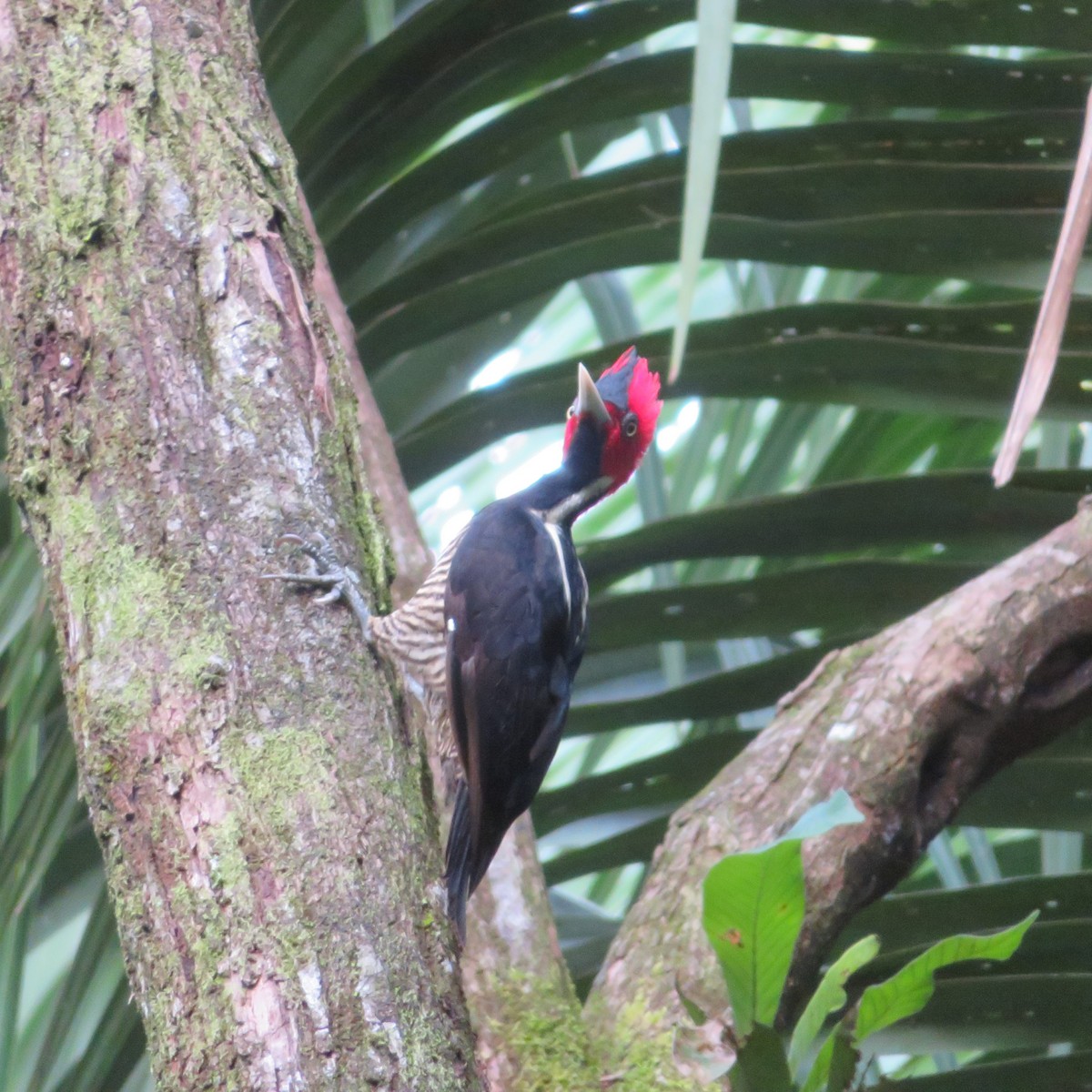 Pale-billed Woodpecker - ML184469621