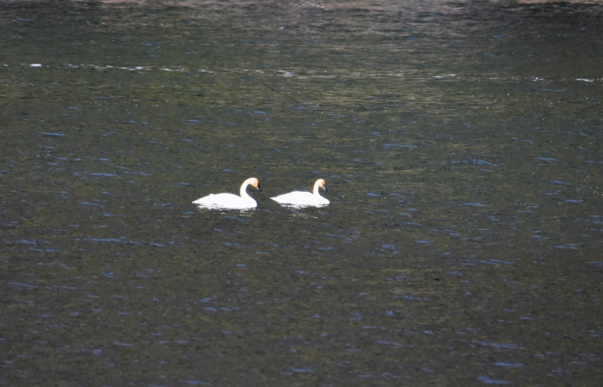 Trumpeter Swan - ML184470221