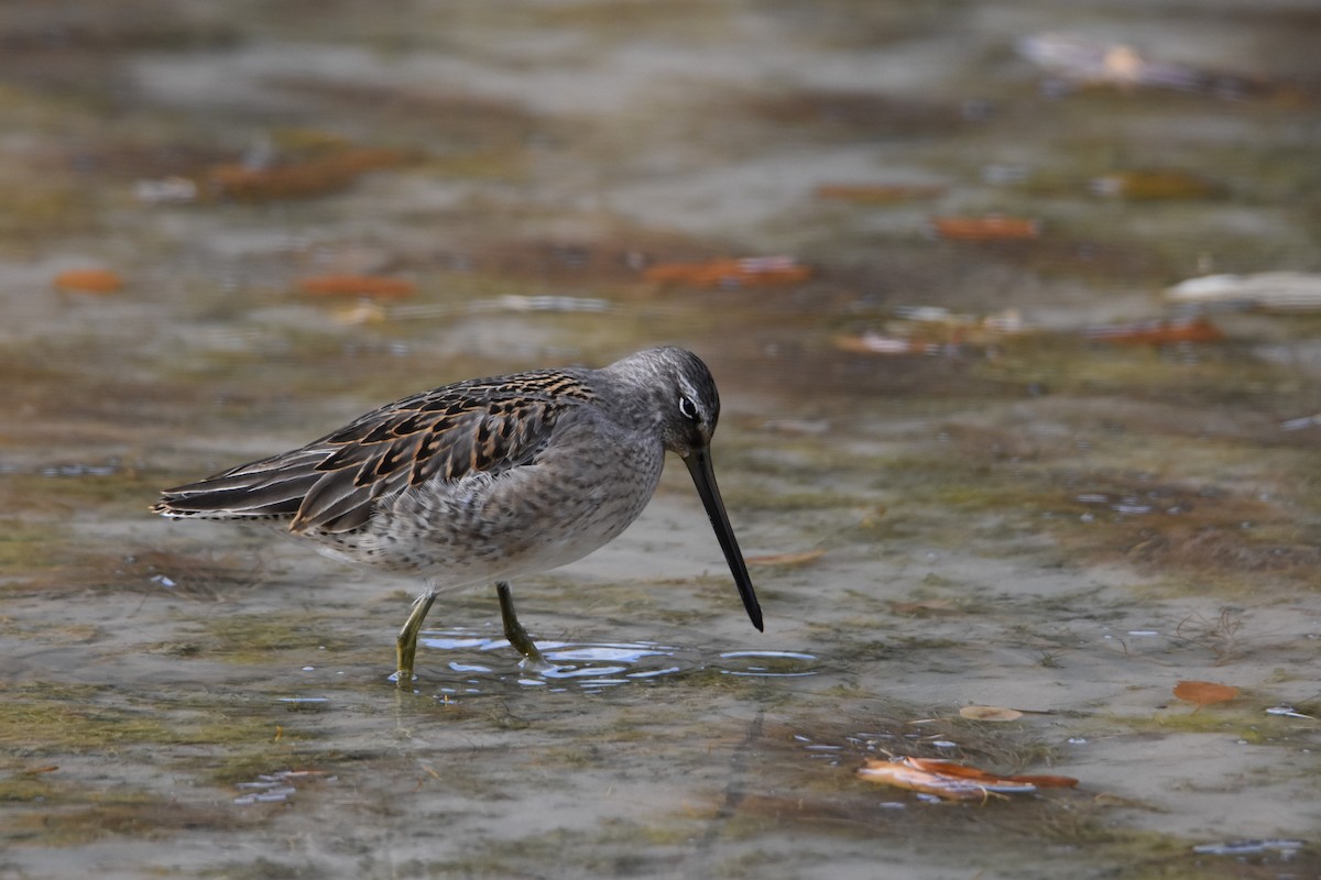 Long-billed Dowitcher - ML184470721