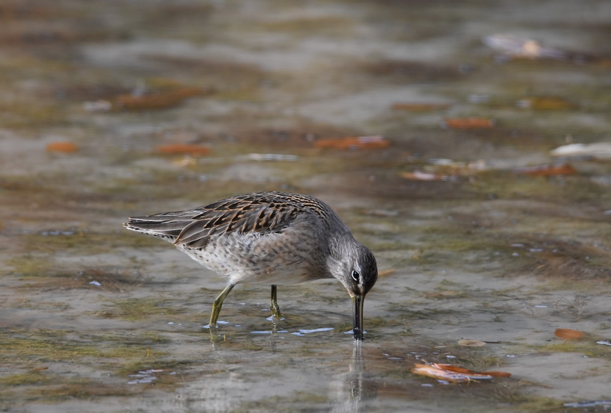 Long-billed Dowitcher - ML184470801