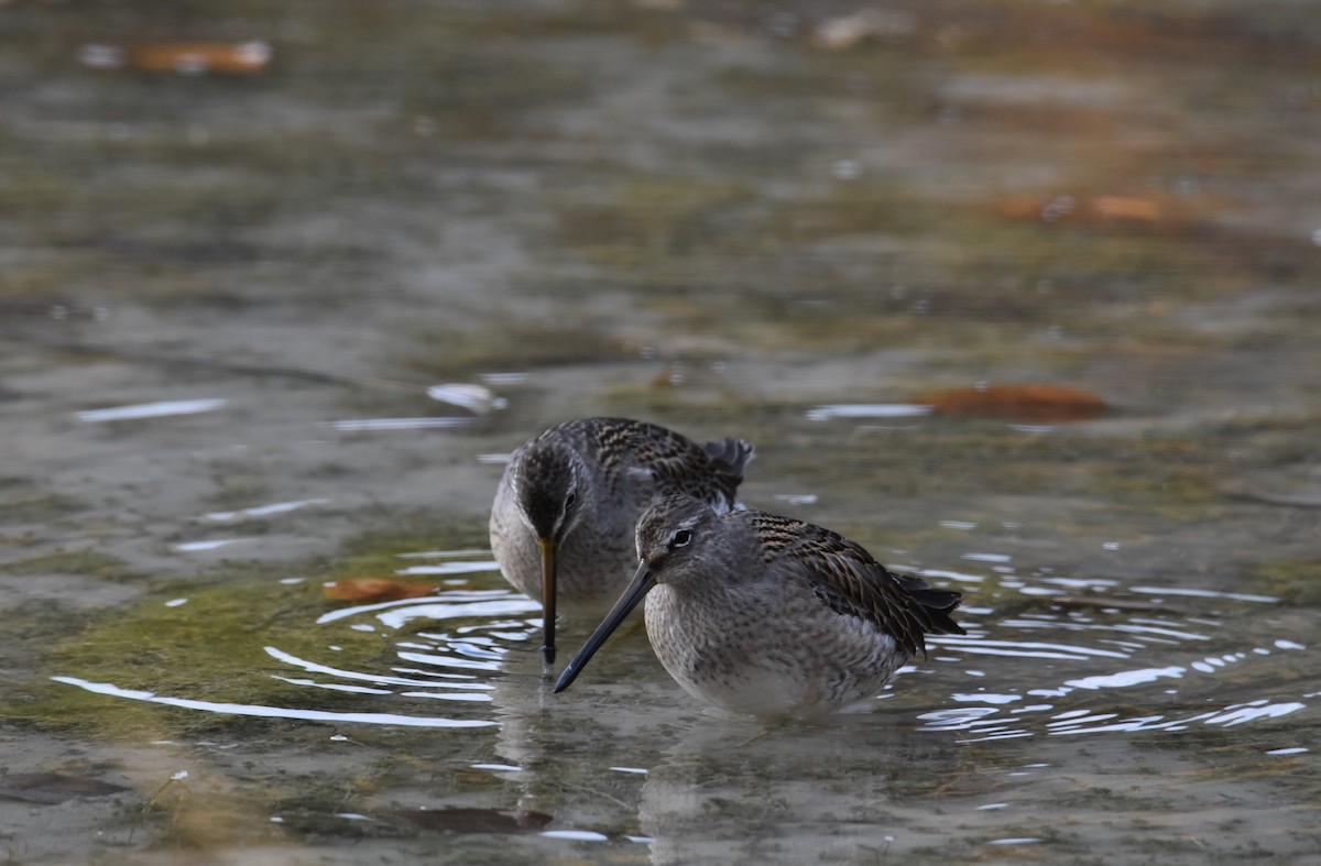 Long-billed Dowitcher - ML184471221