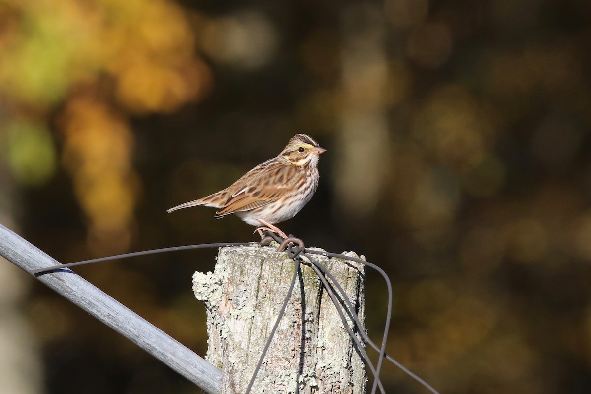 Savannah Sparrow - Jeremy Nance