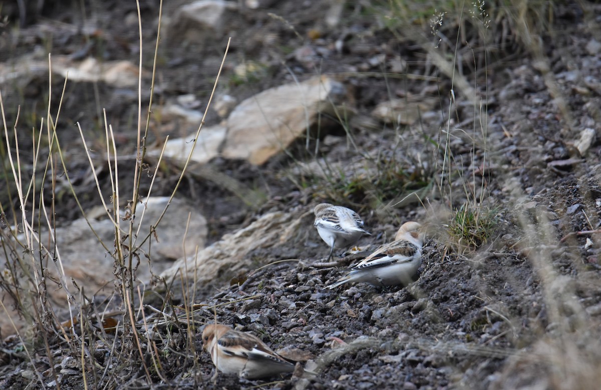 Snow Bunting - ML184471351