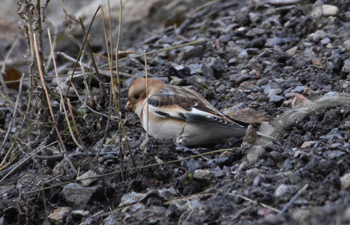 Snow Bunting - ML184471401