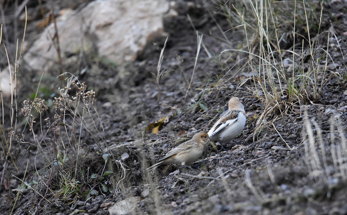 Snow Bunting - ML184471501