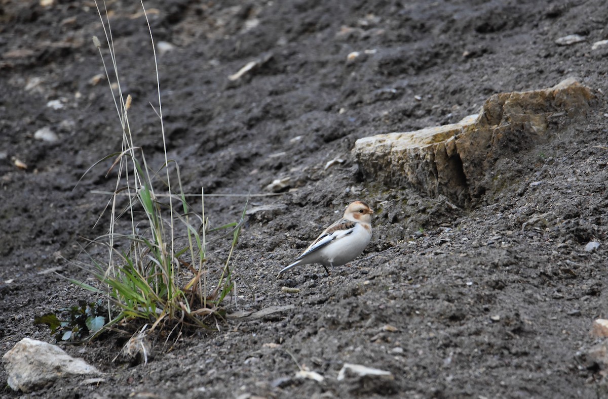 Snow Bunting - ML184471601