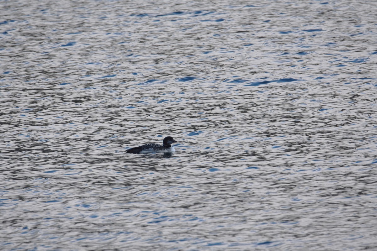 Common Loon - ML184472111