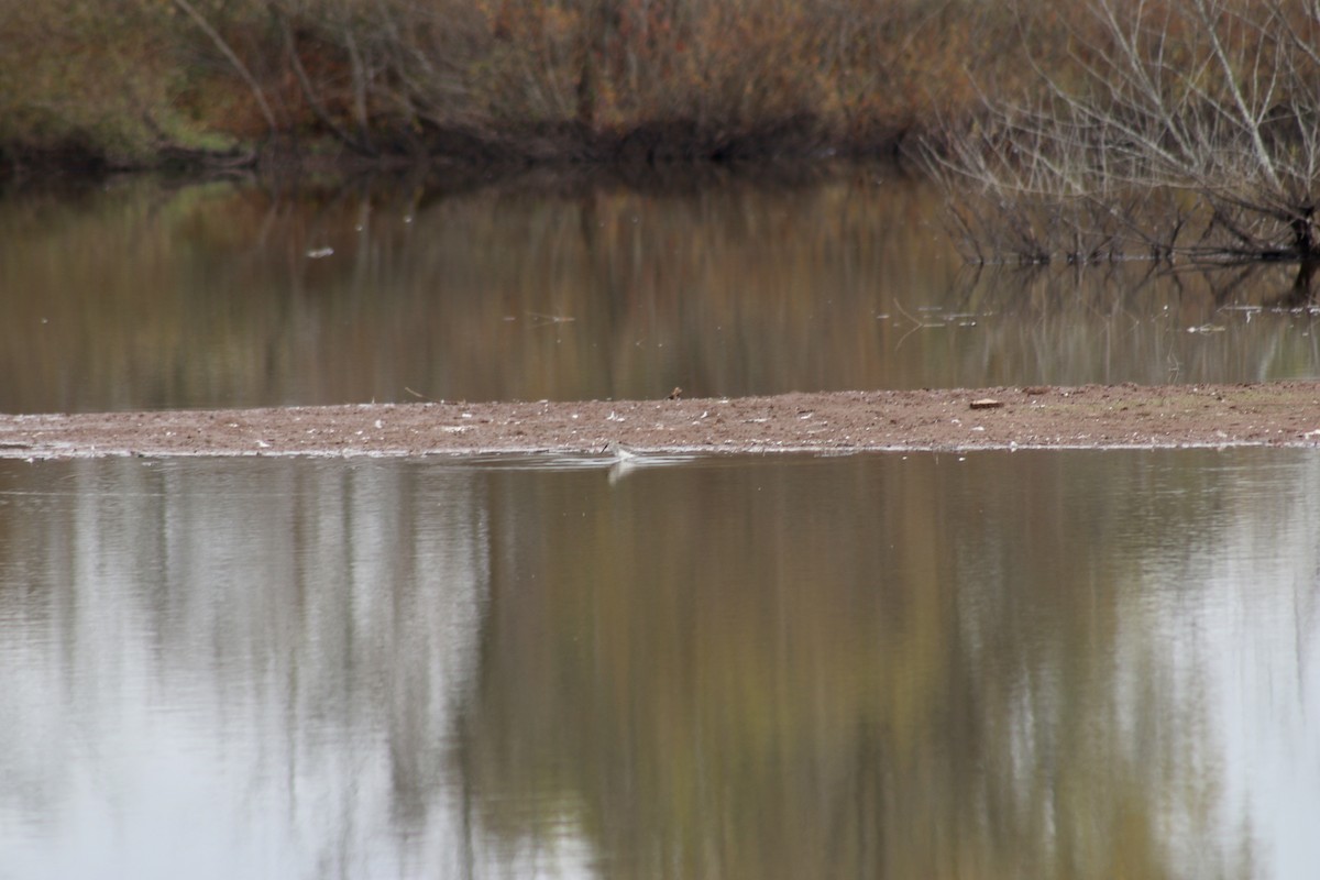 Dunlin - Darla Shank