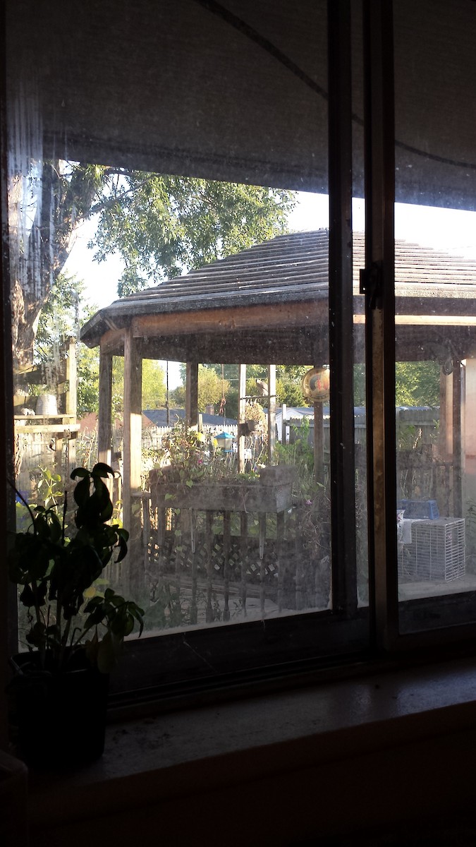 Cooper's Hawk - ML184472331