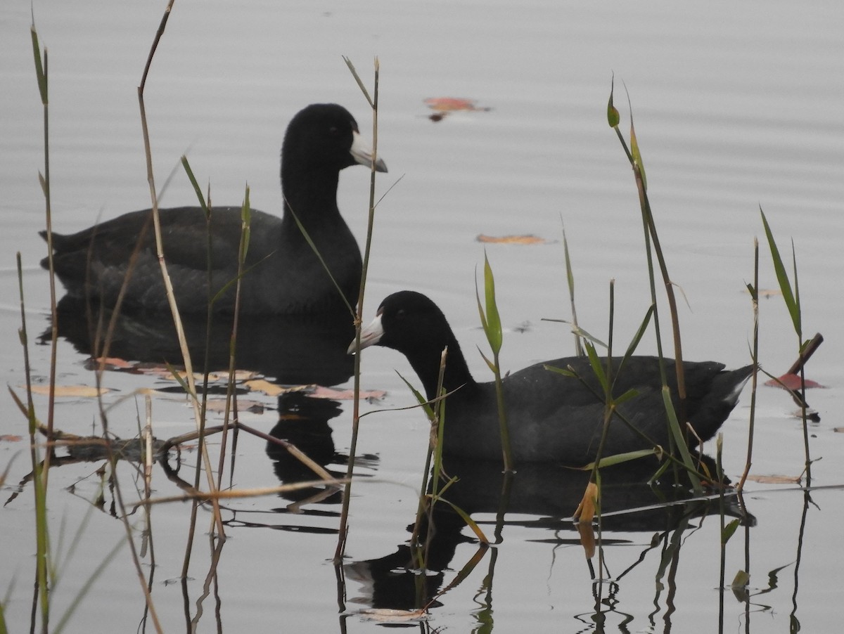 American Coot - ML184473681