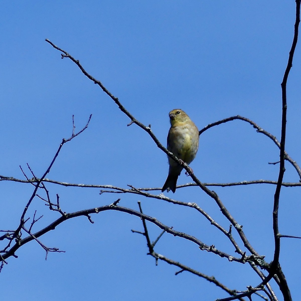 American Goldfinch - ML184473821