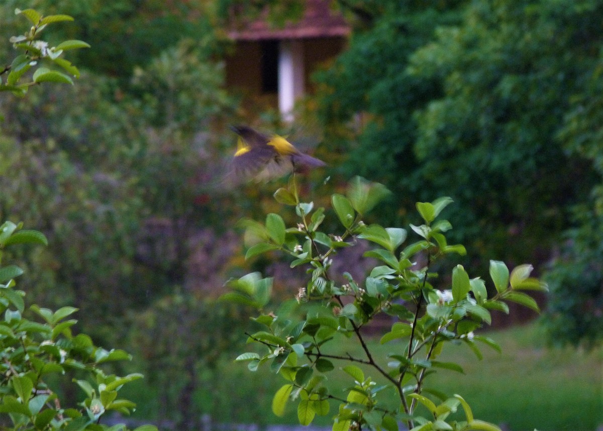 Yellow-rumped Marshbird - ML184474721