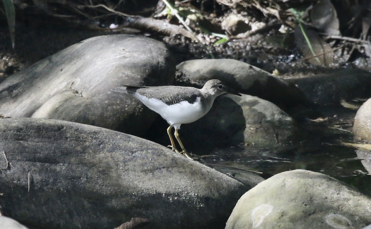 Spotted Sandpiper - ML184475901