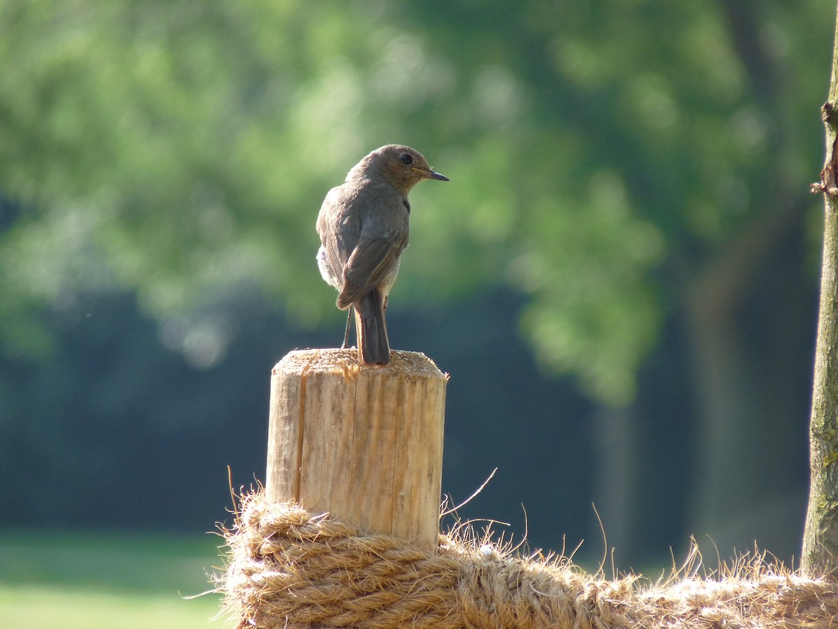 Эгэл гал сүүлт - ML184476281