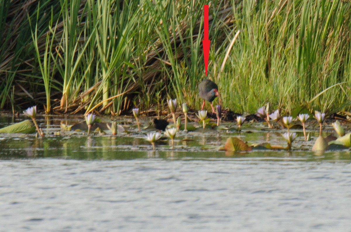 African Swamphen - ML184478441