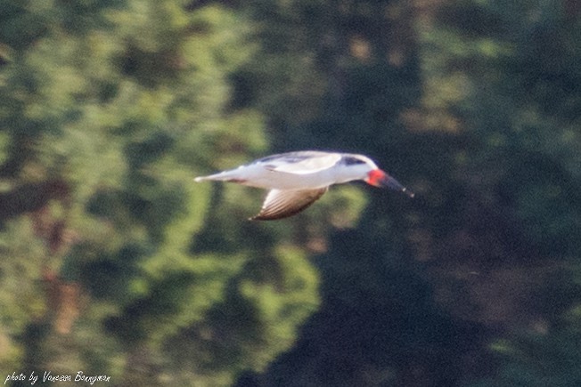 Black Skimmer - Vanessa Bonnyman