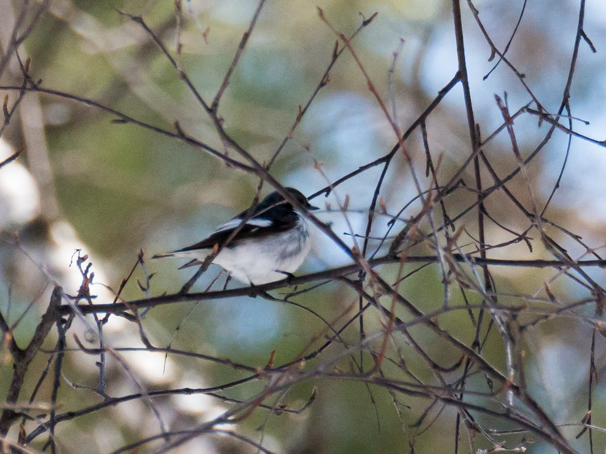 European Pied Flycatcher - ML184482631