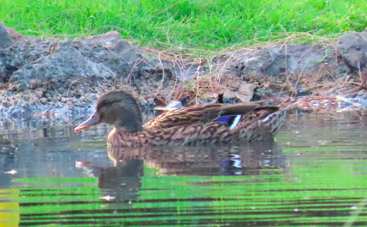 Hybride Canard colvert x C. des Hawaï - ML184482791