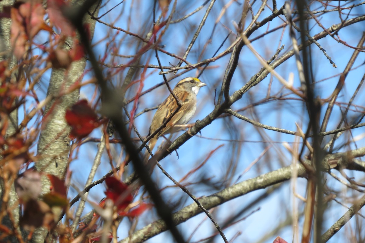 White-throated Sparrow - ML184483911