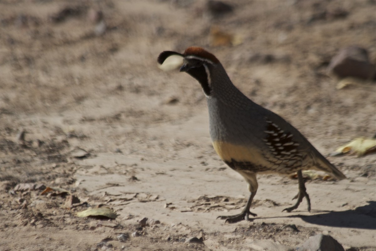 Gambel's Quail - ML184484231