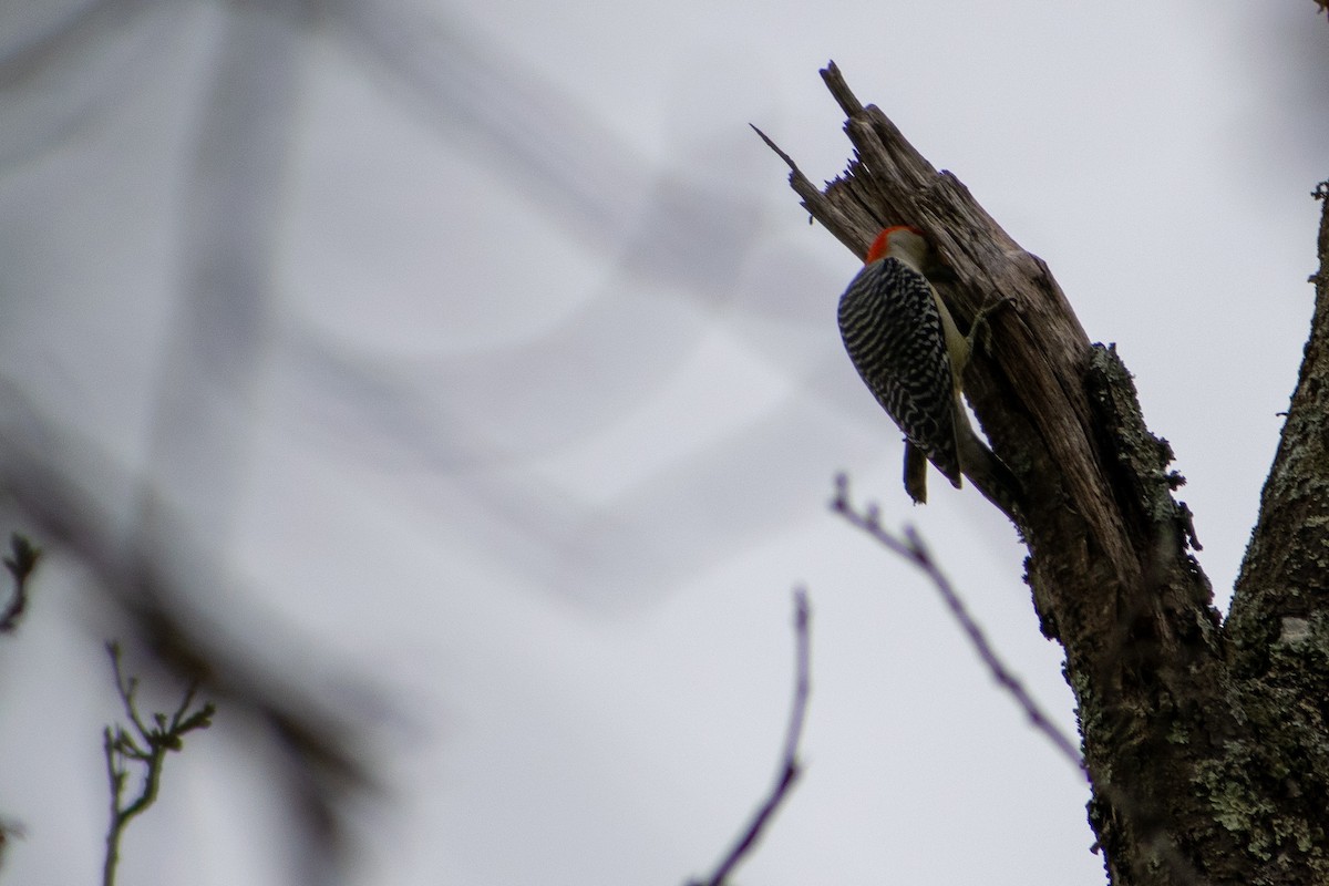 Red-bellied Woodpecker - ML184485131
