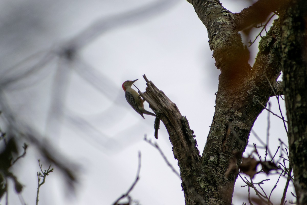Red-bellied Woodpecker - ML184485171