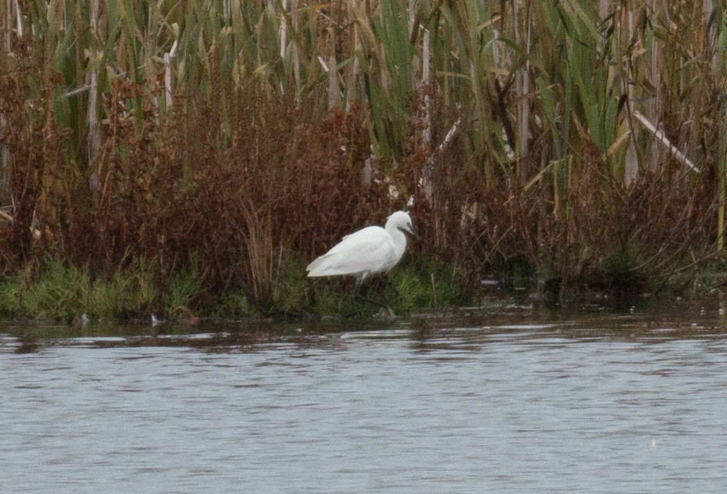 Little Egret - ML184485221