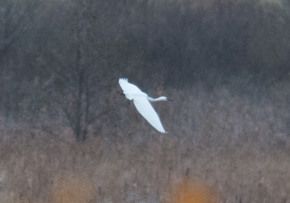 Little Egret - ML184485361