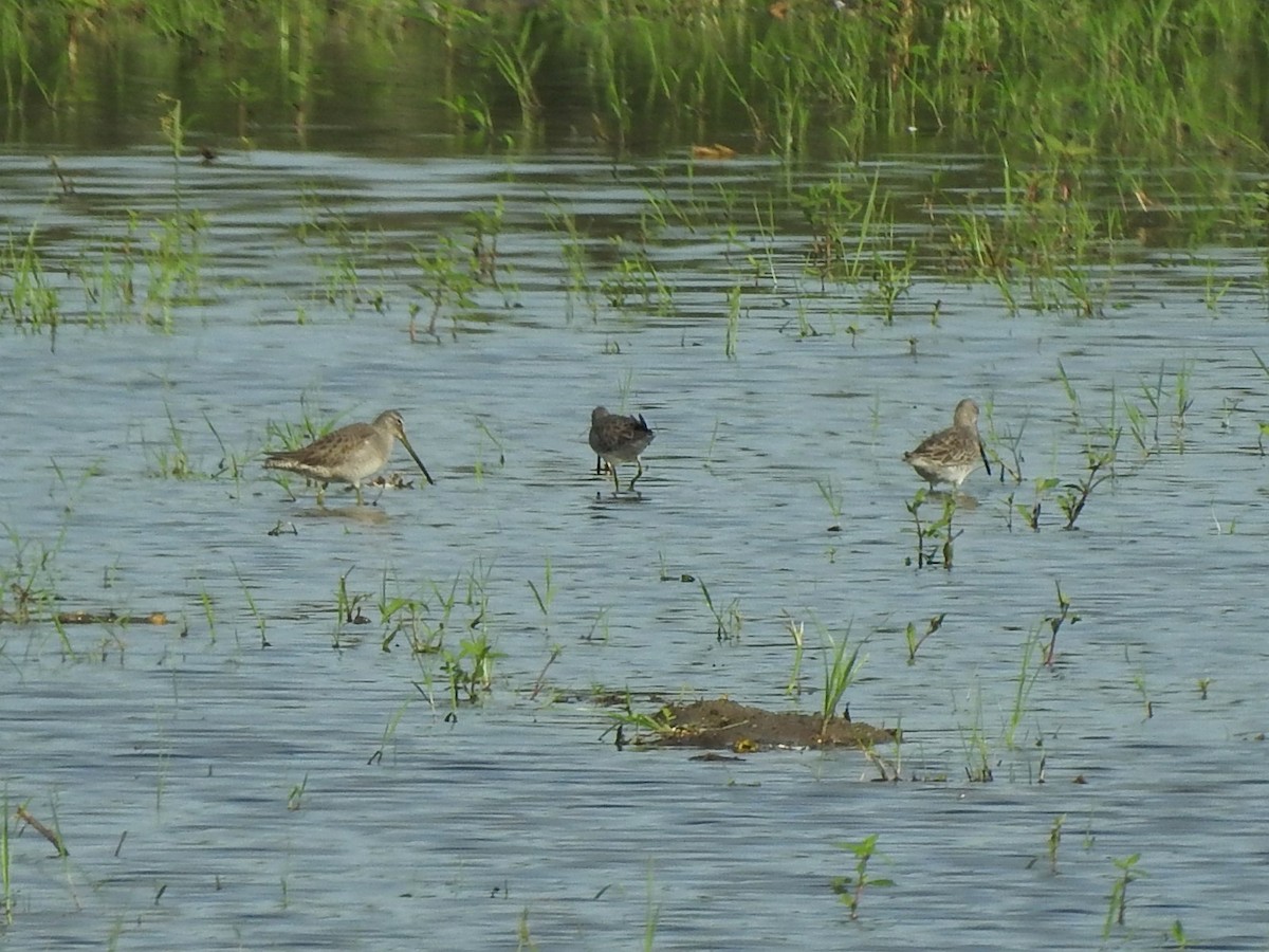 Long-billed Dowitcher - Jin Park