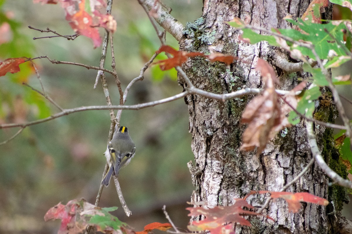 Golden-crowned Kinglet - William Lazarcheck